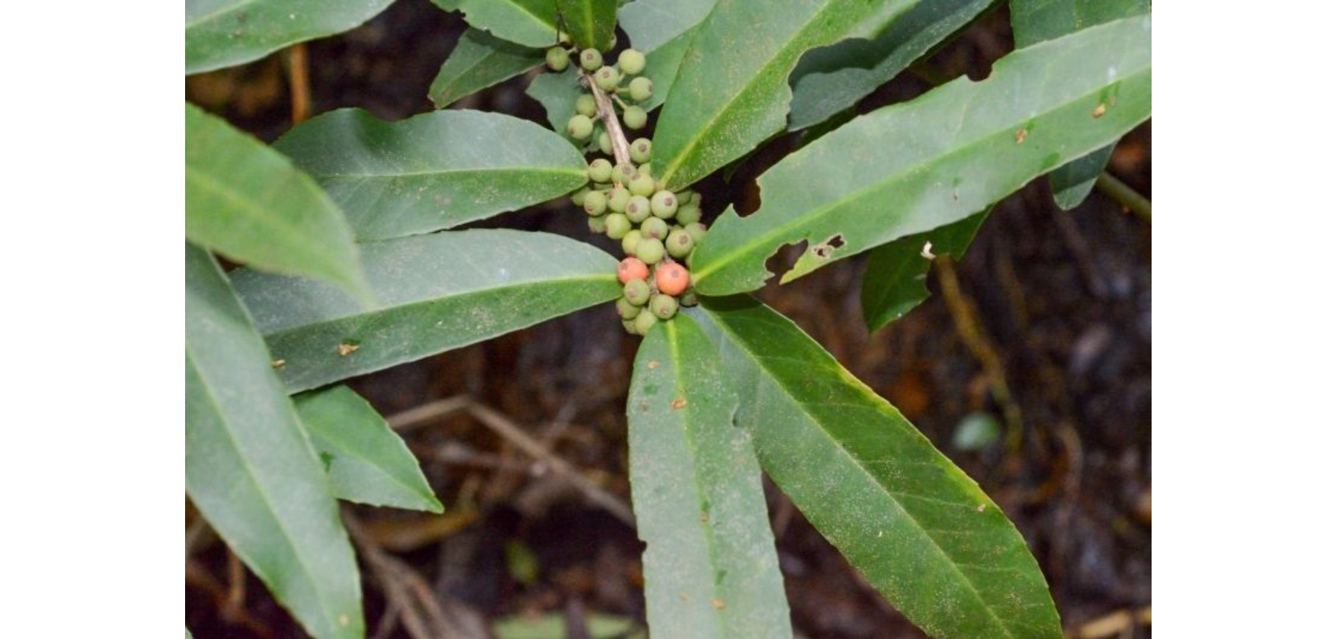 Nhựa ruồi lá lớn